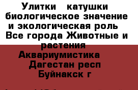 Улитки – катушки: биологическое значение и экологическая роль - Все города Животные и растения » Аквариумистика   . Дагестан респ.,Буйнакск г.